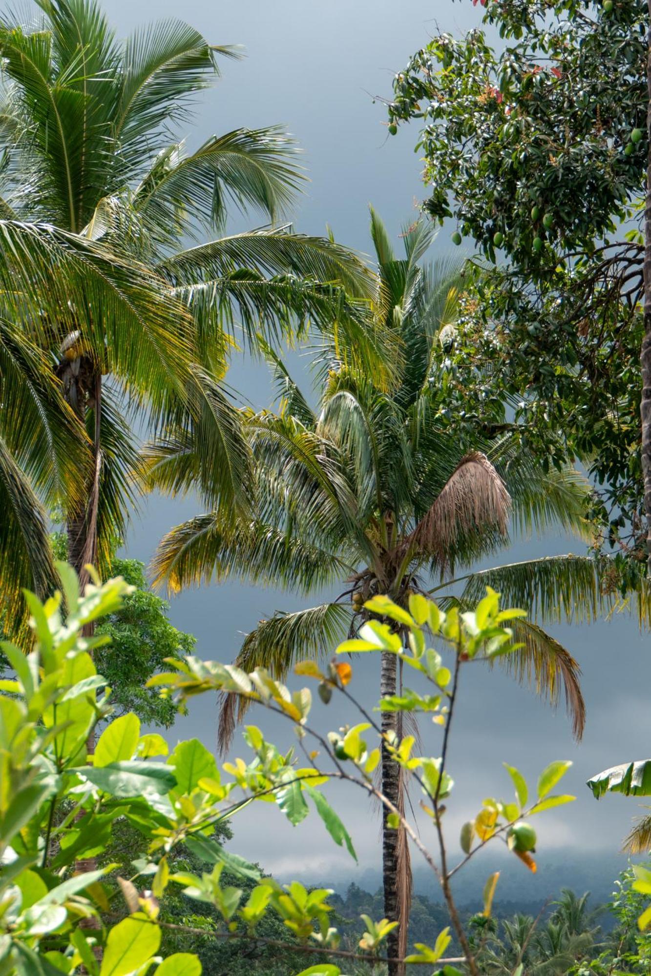 Rinjani Eco Villa Senaru Bayan Exterior foto